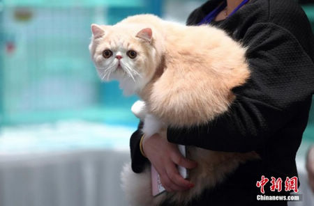 WCF国际纯种猫展在南京举行