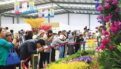 三亚兰花博览会开幕 17个国家（地区）上百展商参展